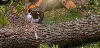 Reliable Western Lake, TX Tree Removal Services Solutions