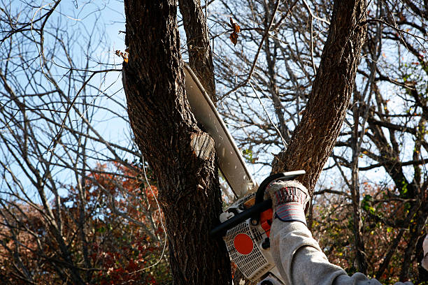 How Our Tree Care Process Works  in  Western Lake, TX